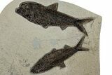 Multiple Fossil Fish (Knightia) Plate - Wyoming #233899-1